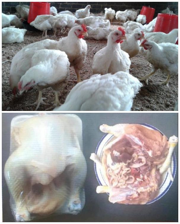 WhatsApp Image 2022-12-28 at 23.59.44